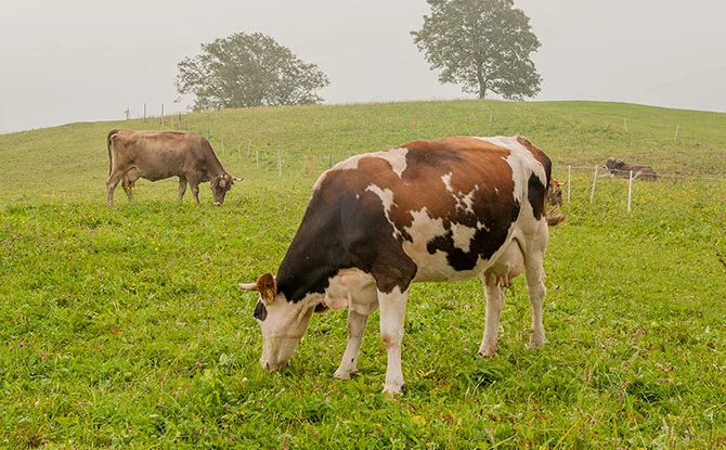 Farm Animal Jokes