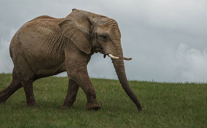 Funny Elephant Jokes to Share with the Herd