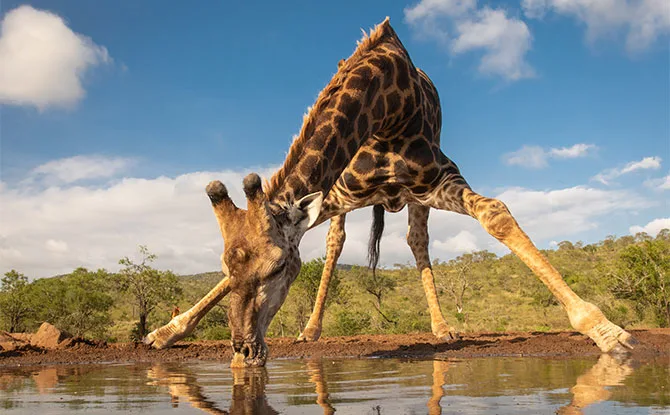 63 Giraffe Jokes That You Will Get You Laughing High