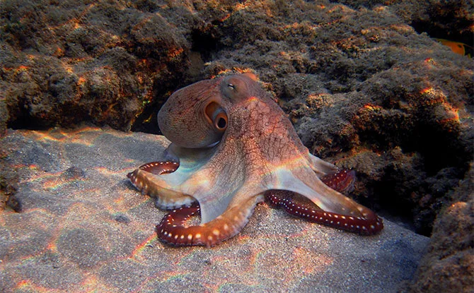 60 Octopus Jokes That Will Tickle You