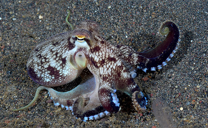 More Octopus Jokes that You Will Love