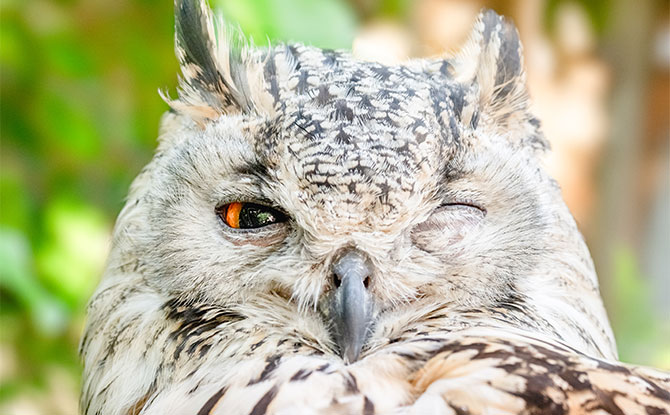 Funny Owl Jokes that You Will Love to Laugh At