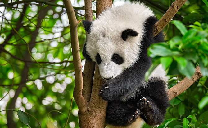 67 Panda Jokes That Are More Than Just Black & White