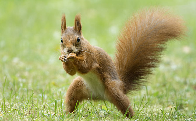 58 Squirrel Jokes That Will Drive You Nuts With Laughter