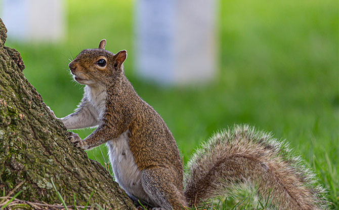 Funny Squirrel Jokes and Puns