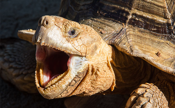 63 Turtle Jokes That Are Tur-tlely Funny