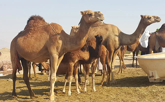 More Funny Camel Jokes