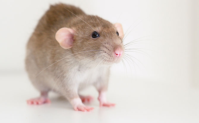 46 Rat Jokes That You “Mouse” Know