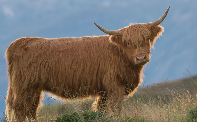 Cow Jokes That You Can Steak Your Reputation On