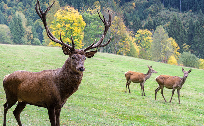 67 Deer Jokes That Will Get Everyone Hoofing Away