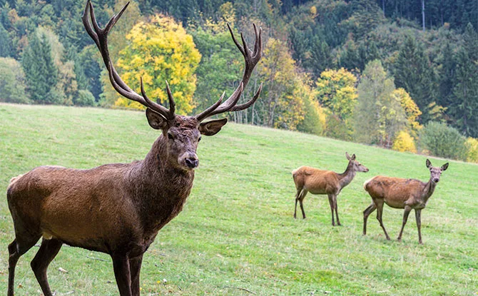 70 Deer Jokes That Will Get Everyone Hoofing Away