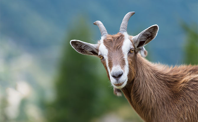 56 Goat Jokes That Are Simply The Best