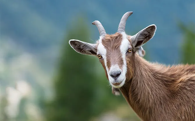 56 Goat Jokes That Are Simply The Best