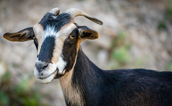 56 Goat Jokes That Are Simply The Best