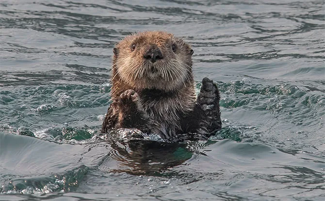 55 Otter Jokes That Are Otter-ly Amusing