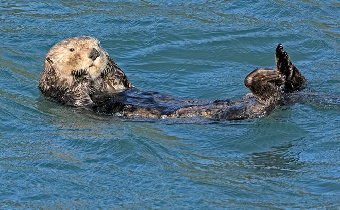 Funny Otter Jokes