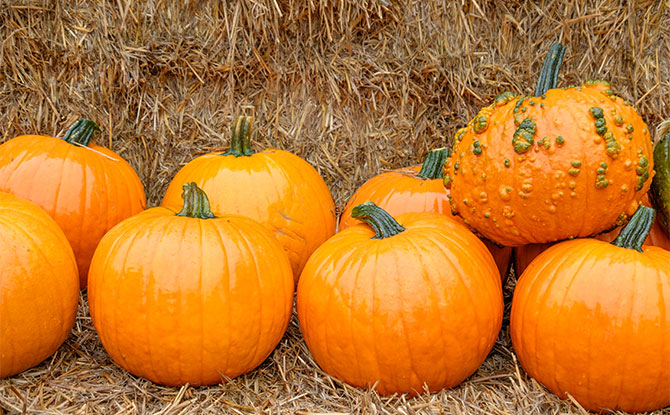 63 Pumpkin Jokes So Gourd That You Can’t Help But Laugh