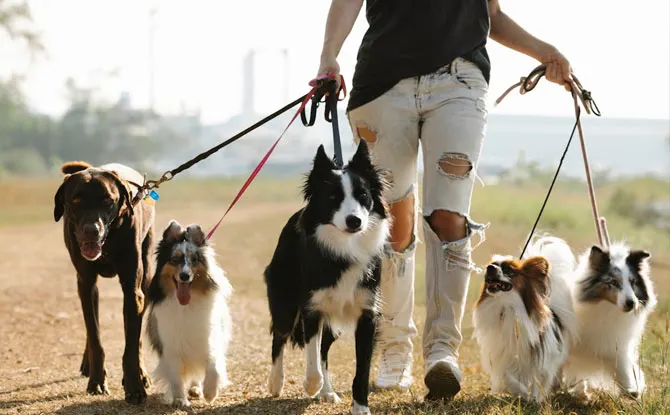 Tail-Wagging Humor: The Best Dog Walker Jokes for Pet Lovers