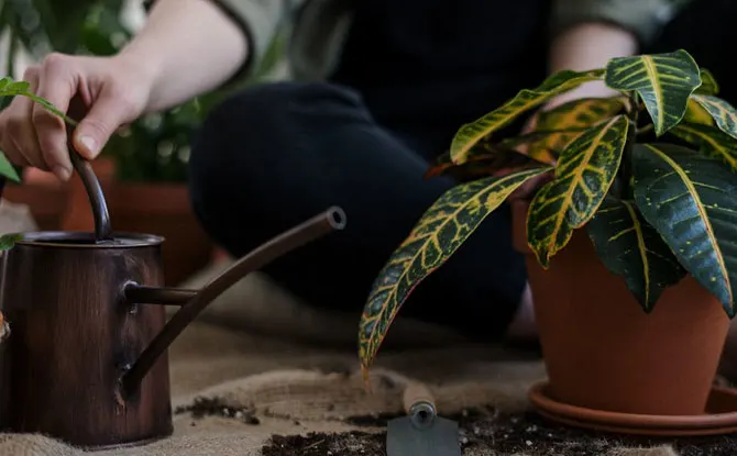 Green Thumbs and Giggles: Hilarious Jokes for Gardeners at Heart