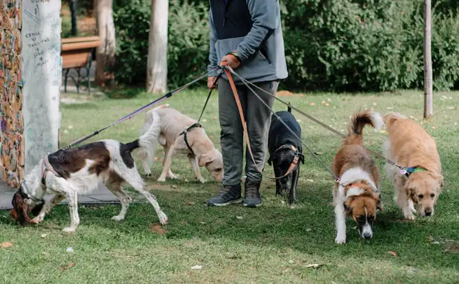 Why Dog Walker Jokes Are the Pick of the Litter