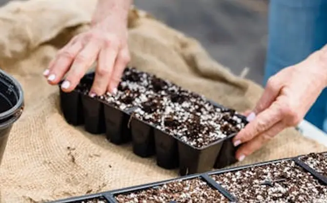 Blooms, Roots, and Belly Laughs: Jokes That Will Never Wilt