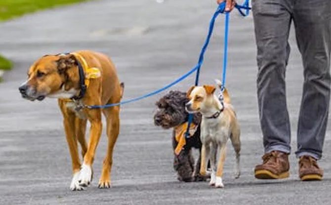 Unleashing the Laughs: The Charm of Dog Walker Jokes