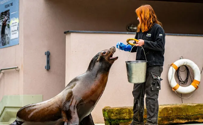Final Roar: Because Every Keeper Deserves a Laugh