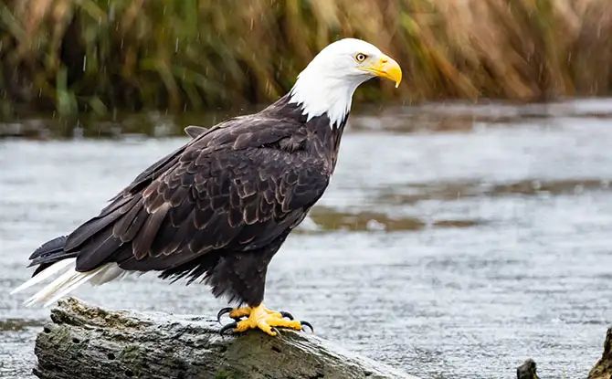 Even More Eagle Jokes