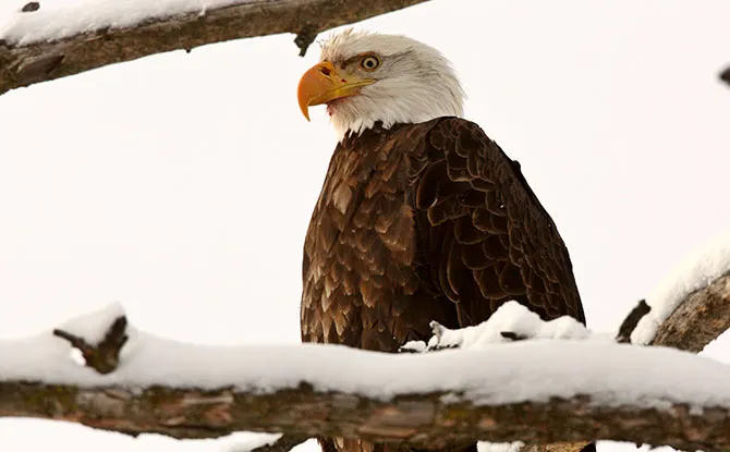 Funny Eagle Jokes that You will Love