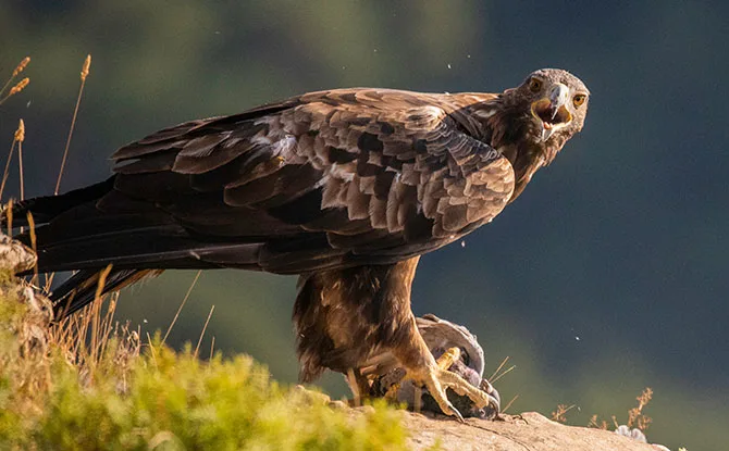 42 Eagle Jokes That Will Fly With Laughter