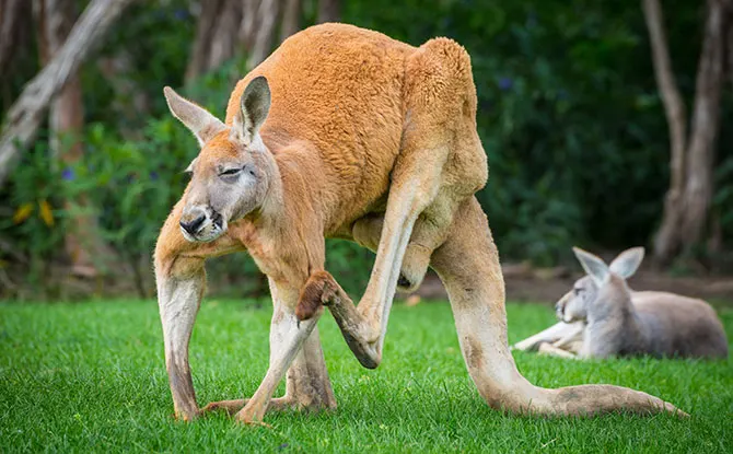 34 Kangaroo Jokes That Will Make You Hop With Laughter