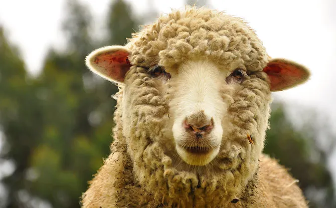 52 Funny Sheep Jokes That Will Get Laughter Because They Are So Baaaad