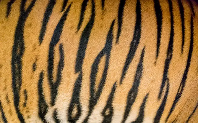 Even More of the Best Tiger Jokes