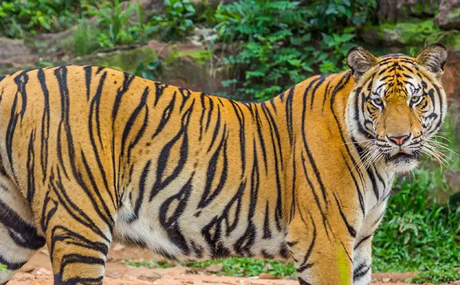 34 Tiger Jokes That Are Roaringly Funny