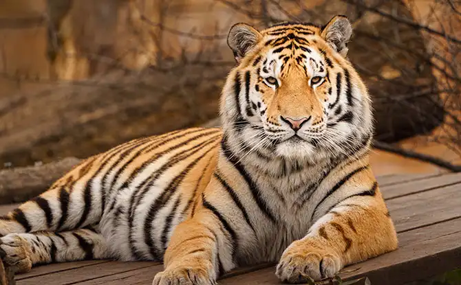 Funny Tiger Jokes That You Will Love