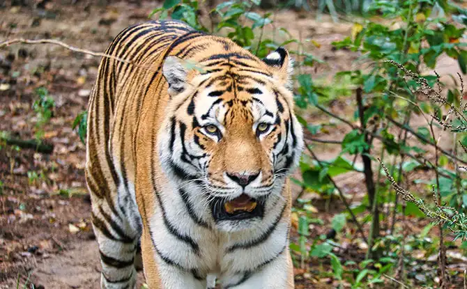 Funny and the Best Tiger Jokes