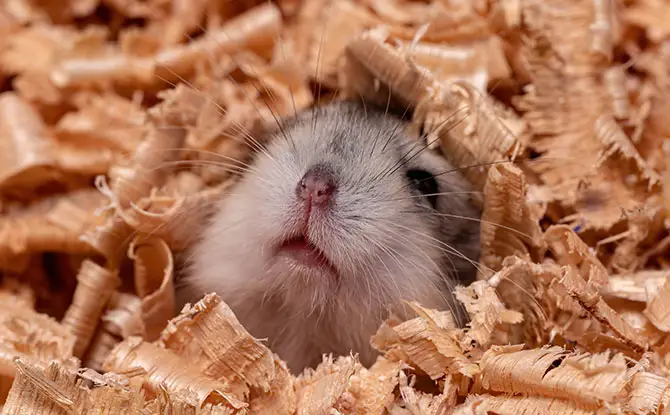 24 Funny Hamster Jokes: Scurry Around For Squeaks Of Laughter