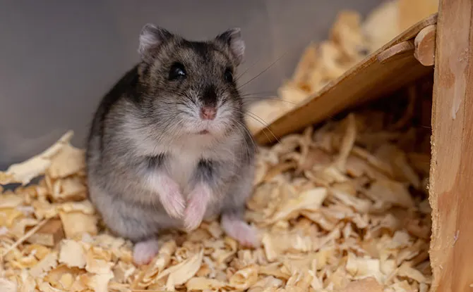 Even More of the Best Hamster Jokes