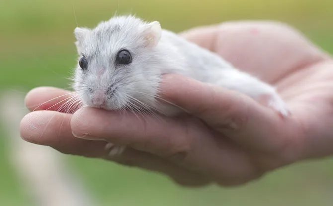 Squeakily Funny Hamster Jokes